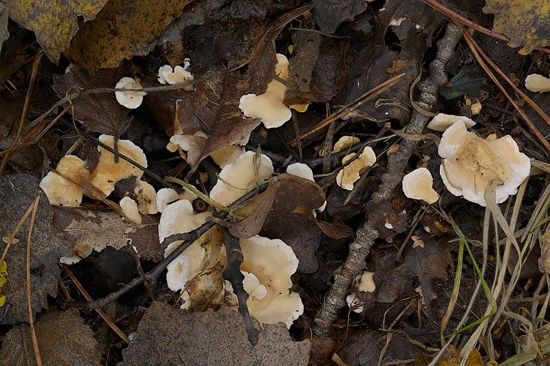 Sistotrema confluens